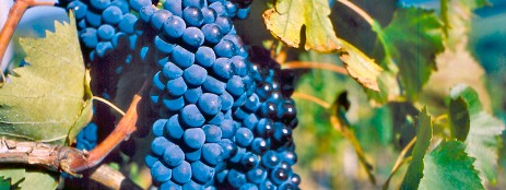 Chianti wine tours Tuscany tours